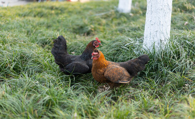 Free-range native chicken animals
