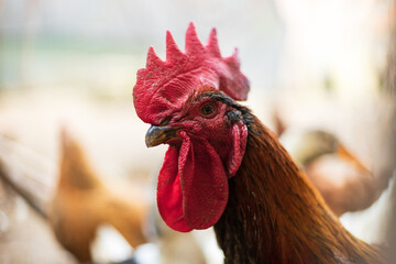 Raising cocks and hens for poultry