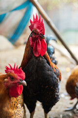 Raising cocks and hens for poultry