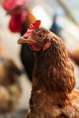 Raising cocks and hens for poultry