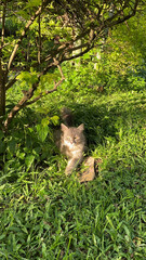 Cat in the bush