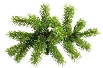Fresh Green Fir Branches for Christmas Decorations and Seasonal Designs - Perfect for Holiday Themes, Winter Crafts, and Festive Backgrounds