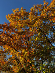 A tree with leaves that are orange and yellow. The sky is blue and clear. The tree is in a forest