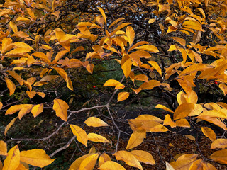 A tree with many leaves that are yellow in color. The leaves are scattered throughout the tree,...