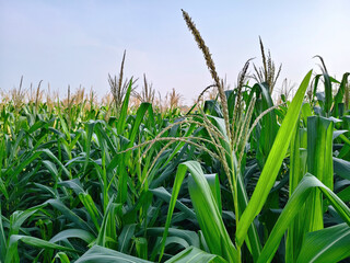 corn field in the morning