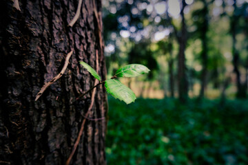 Emerging Life: A New Leaf on an Old Tree