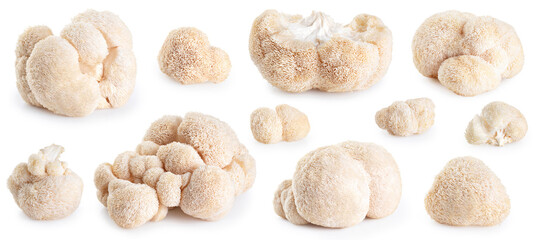 Lion's Mane mushroom isolated on white background. Collection with clipping path.