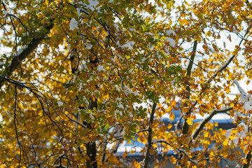 Orange oak leaves covered with a cap of freshly fallen snow. Beautiful sunny day. Between autumn and winter. A close-up of a tree. First snow. Snow-covered autumn tree