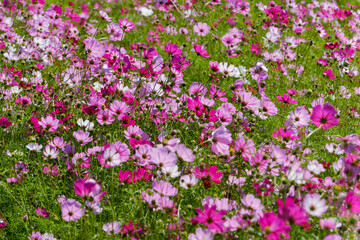 秋の風に揺れるコスモスの花畑