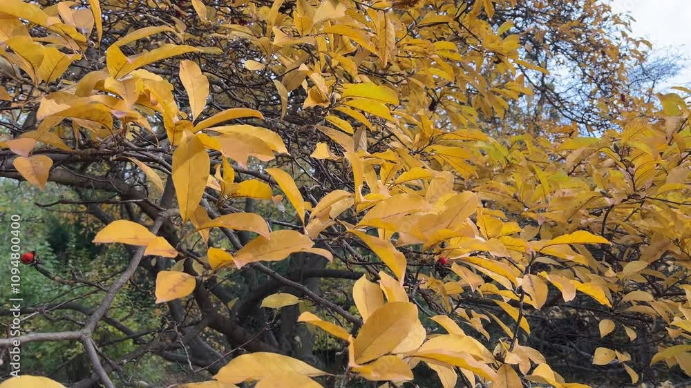 Poster a tree with many leaves that are yellow in color. the leaves are scattered throughout the tree, with