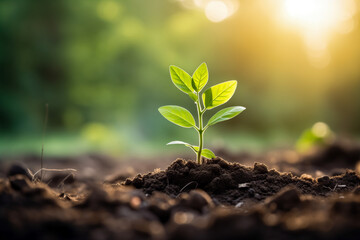 Newly Planted Sapling in Early Spring Morning Light