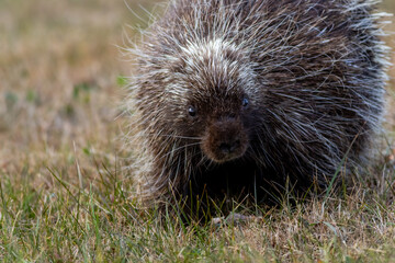 North American Porcupine, Erethizon dorsatum, in grass on a late fall afternoon in High Point State Park, NJ