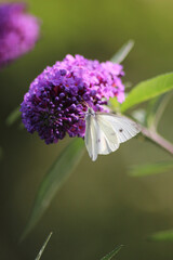White Butterfly on a purple flower