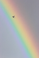 Fototapeta premium Bird flying in front of a rainbow