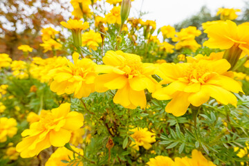 明るく輝く黄色いマリーゴールド