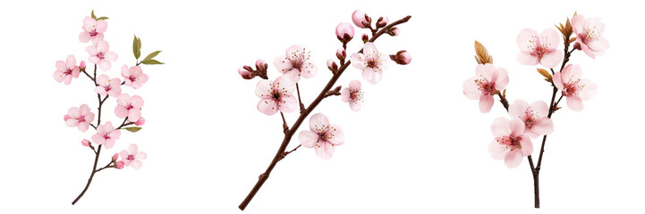 Beautiful cherry blossom branches with delicate pink flowers and buds, perfect for spring themed designs and decorations