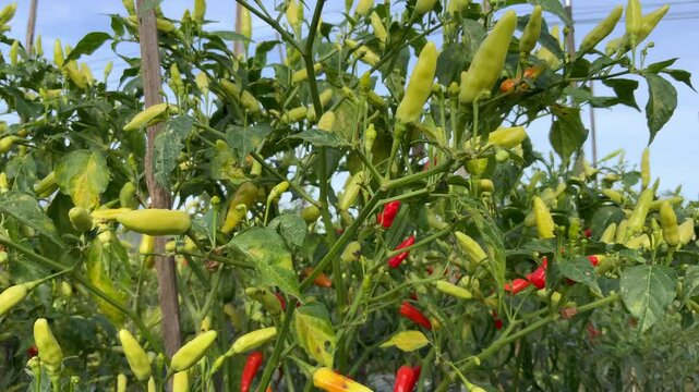 Video of chili plants called "Lombok Satan" mature and raw in chili plants that grow rapidly, fertile and healthy, blown by the breeze in Jakarta, Indonesia
