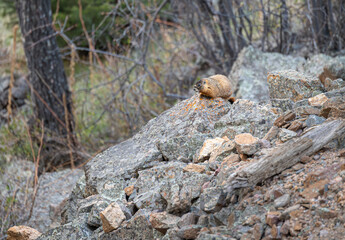 Yellow Bellied Marmot in Rocky Mount National Park, Colorado, USA