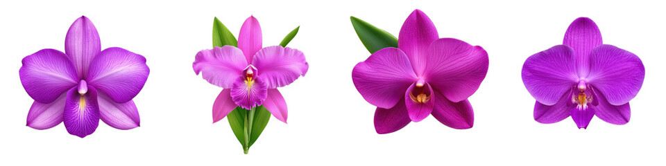 Fototapeta premium Vibrant tropical orchids in various shades of purple, showcasing their exotic beauty and intricate details. Perfect for floral designs and nature themed projects