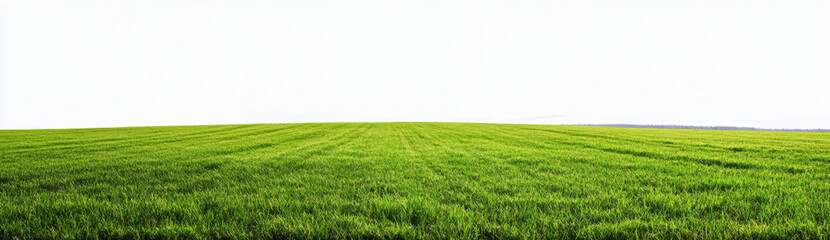 Obraz premium Green Grass Field Panorama with White Sky