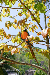 Vibrant Blue-and-Yellow Macaw