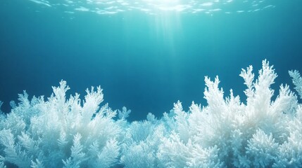 Explore the vibrant underwater world filled with beautiful, delicate corals basking in soft sunlight filtering through the water's surface.
