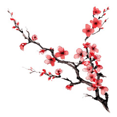 Beautiful sakura flowers isolated on white.