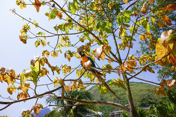 Vibrant Blue-and-Yellow Macaw