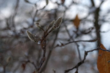 magnolia buds in ice. magnolia branch in early spring, close-up. Magnolia buds after the first snow. isolated on natural blurred background. beauty of nature. autumn park. cold season