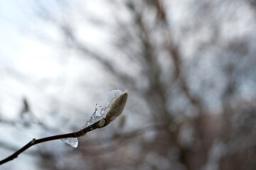 magnolia buds in ice. magnolia branch in early spring, close-up. Magnolia buds after the first snow. isolated on natural blurred background. beauty of nature. autumn park. cold season. space for text
