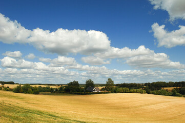 Cornfield and clouds