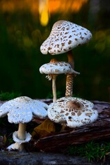 mushroom in the forest