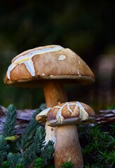Forest poisonous mushrooms in nature