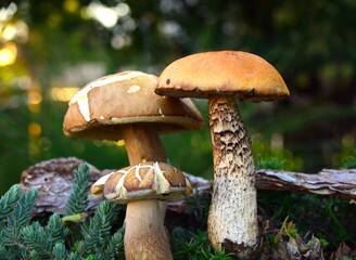 mushrooms in the forest