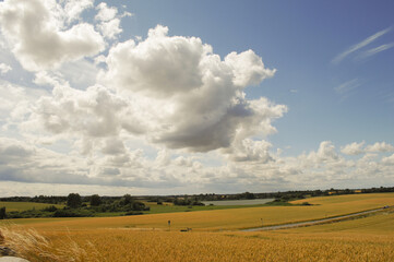Obraz premium Cornfield and landscape