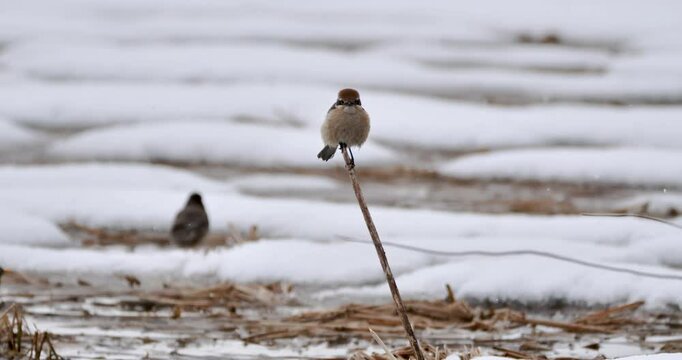 bull-headed shrike (Lanius bucephalus) on reed staw in snow