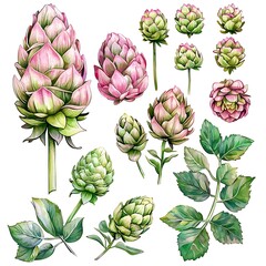 Fototapeta premium Watercolor illustration of a collection of pink and green hops flowers and leaves, isolated on white background.