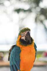 Vibrant Blue-and-Yellow Macaw