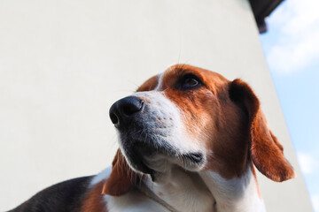 A cute dog beagle is lying. Closeup of a beagle's face highlighting its nose. Close-Up Of Dog Nose