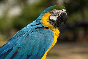 Vibrant Blue-and-Yellow Macaw