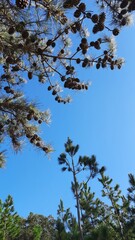 pinheiros em dia de céu azul 