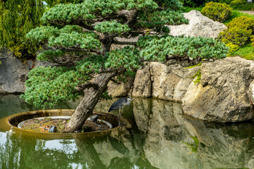 A green tree in a pond among rocks.