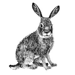 Hand drawn Vintage engraving isolated Hare illustration ink sketch. Wild animal background © Елена Фаенкова