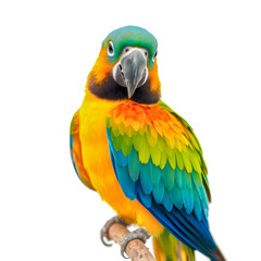 Colorful macaw parrot isolated on white background
