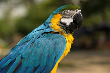 Vibrant Blue-and-Yellow Macaw