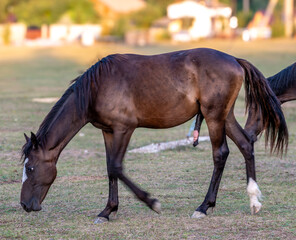 A horse with an erection in a field on a summer day.