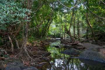 Fototapeta premium calm stream in the forest