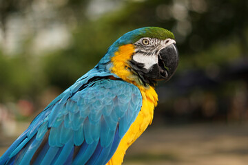 Vibrant Blue-and-Yellow Macaw
