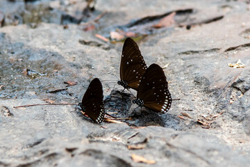 life butterfly on the ground