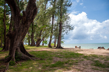 Fototapeta premium trees on the beach thailand